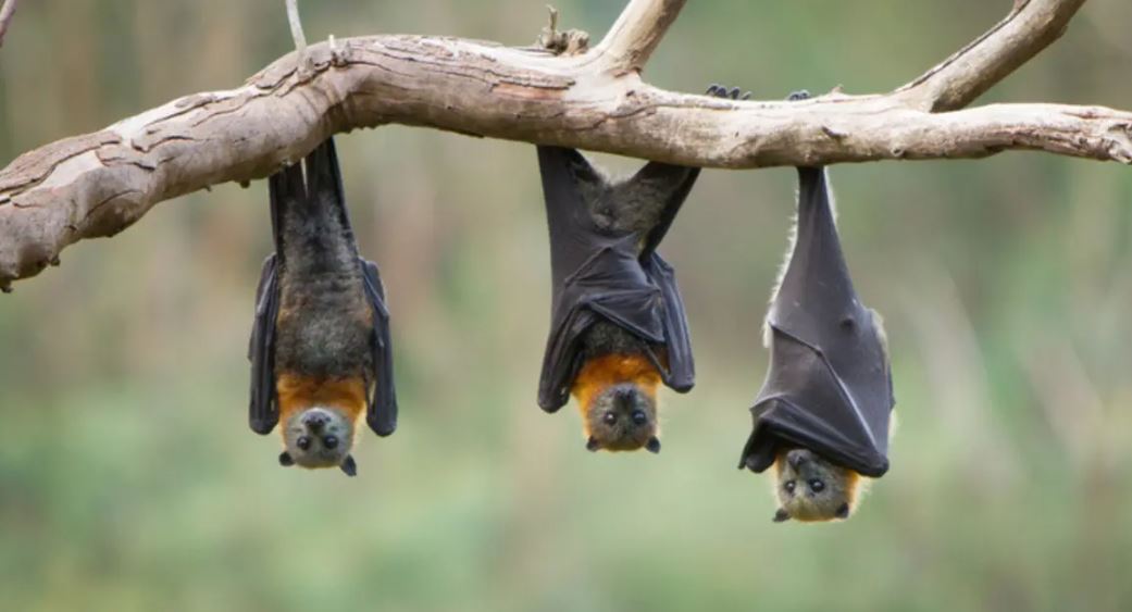 الخفافيش مصدر فيروس نيباه
